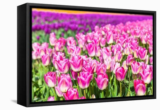 Blooming Rows of Tuips in Holland. Spring-Maugli-l-Framed Premier Image Canvas