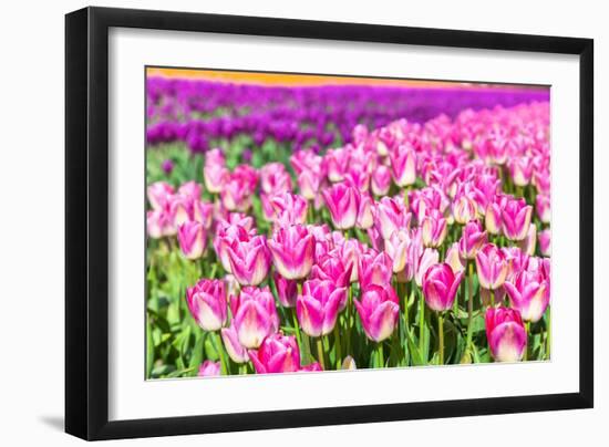 Blooming Rows of Tuips in Holland. Spring-Maugli-l-Framed Photographic Print