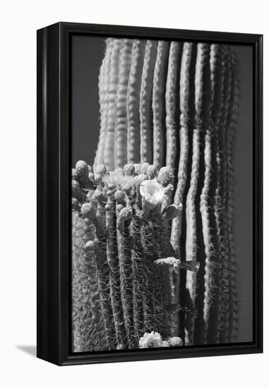 Blooming Saguaro Cactus-Anna Miller-Framed Premier Image Canvas