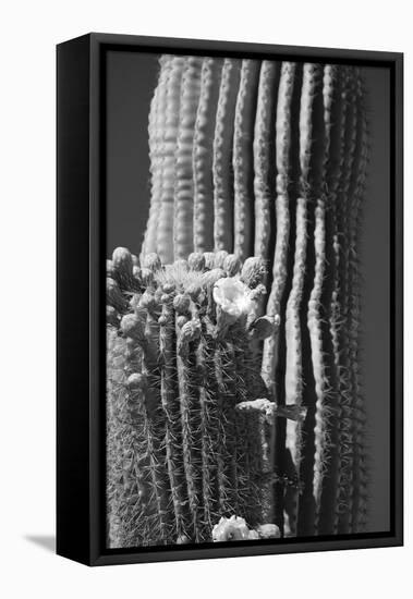 Blooming Saguaro Cactus-Anna Miller-Framed Premier Image Canvas