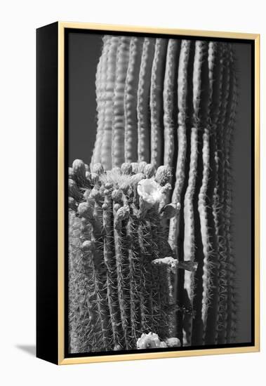 Blooming Saguaro Cactus-Anna Miller-Framed Premier Image Canvas