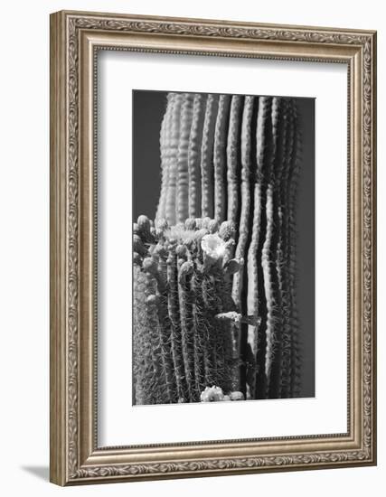 Blooming Saguaro Cactus-Anna Miller-Framed Photographic Print