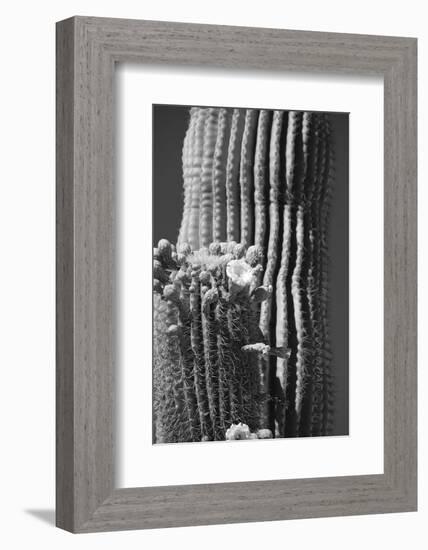 Blooming Saguaro Cactus-Anna Miller-Framed Photographic Print