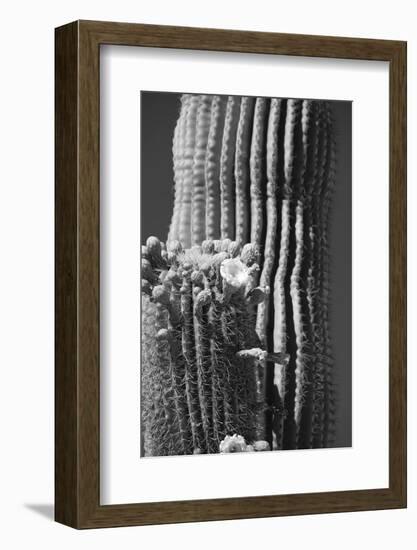 Blooming Saguaro Cactus-Anna Miller-Framed Photographic Print