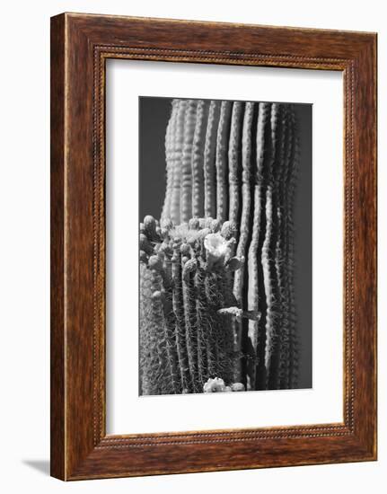 Blooming Saguaro Cactus-Anna Miller-Framed Photographic Print