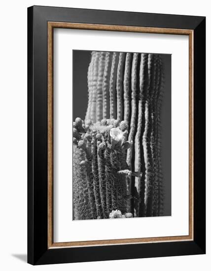 Blooming Saguaro Cactus-Anna Miller-Framed Photographic Print