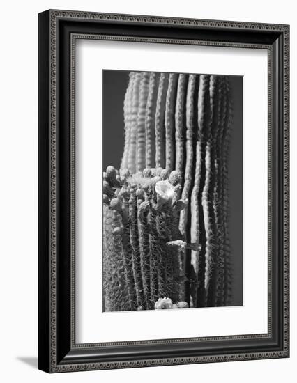 Blooming Saguaro Cactus-Anna Miller-Framed Photographic Print