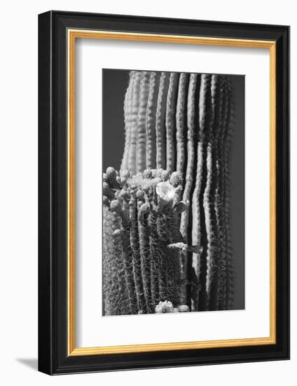 Blooming Saguaro Cactus-Anna Miller-Framed Photographic Print