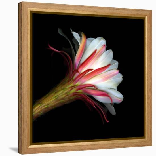 Blooming Single Cactus Flower Isolated Against Black Background-Christian Slanec-Framed Premier Image Canvas