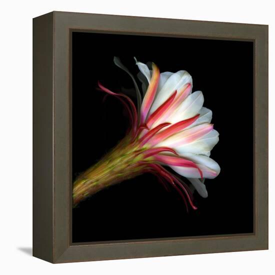 Blooming Single Cactus Flower Isolated Against Black Background-Christian Slanec-Framed Premier Image Canvas