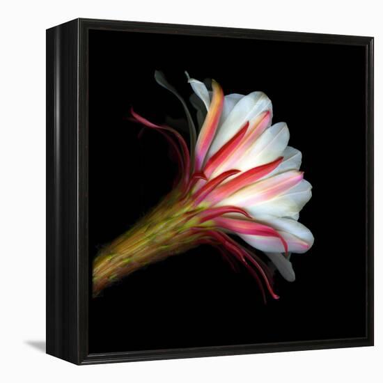 Blooming Single Cactus Flower Isolated Against Black Background-Christian Slanec-Framed Premier Image Canvas