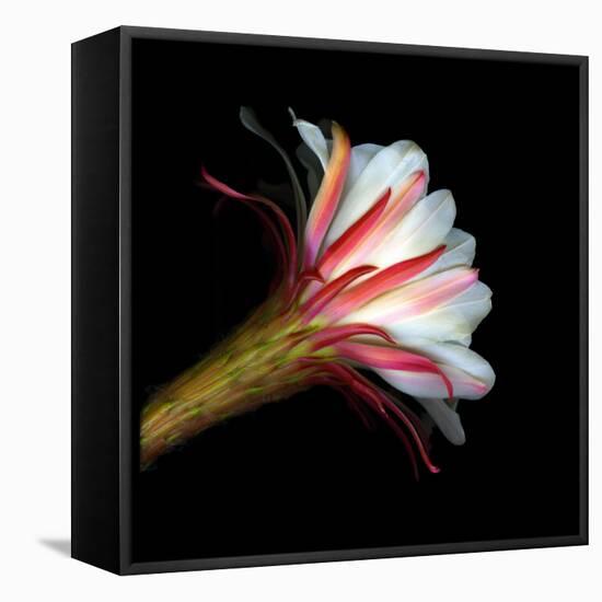 Blooming Single Cactus Flower Isolated Against Black Background-Christian Slanec-Framed Premier Image Canvas