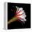 Blooming Single Cactus Flower Isolated Against Black Background-Christian Slanec-Framed Premier Image Canvas