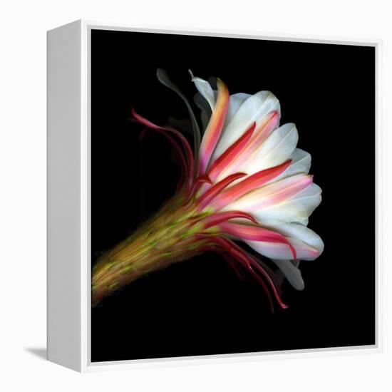 Blooming Single Cactus Flower Isolated Against Black Background-Christian Slanec-Framed Premier Image Canvas