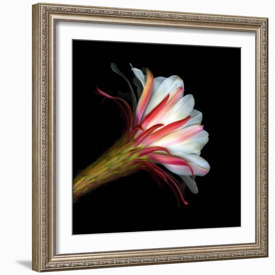 Blooming Single Cactus Flower Isolated Against Black Background-Christian Slanec-Framed Photographic Print