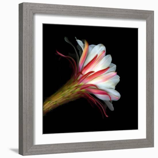 Blooming Single Cactus Flower Isolated Against Black Background-Christian Slanec-Framed Photographic Print