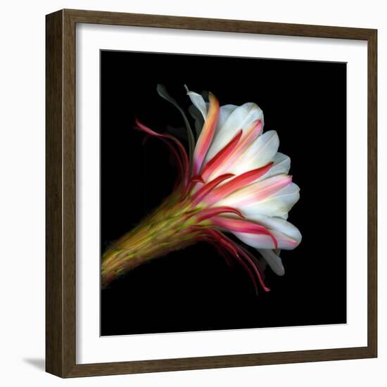 Blooming Single Cactus Flower Isolated Against Black Background-Christian Slanec-Framed Photographic Print