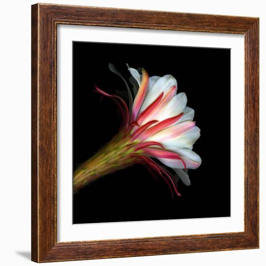 Blooming Single Cactus Flower Isolated Against Black Background-Christian Slanec-Framed Photographic Print