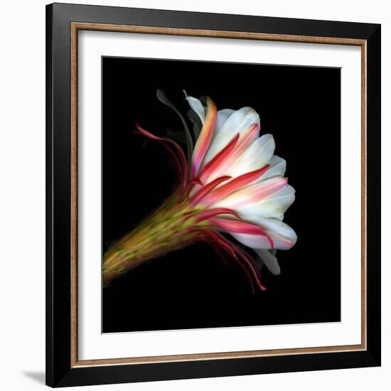 Blooming Single Cactus Flower Isolated Against Black Background-Christian Slanec-Framed Photographic Print