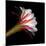 Blooming Single Cactus Flower Isolated Against Black Background-Christian Slanec-Mounted Photographic Print