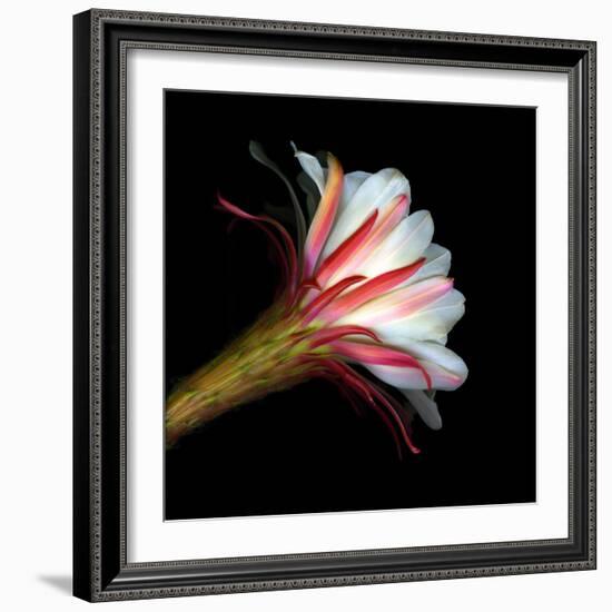 Blooming Single Cactus Flower Isolated Against Black Background-Christian Slanec-Framed Photographic Print