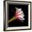 Blooming Single Cactus Flower Isolated Against Black Background-Christian Slanec-Framed Photographic Print