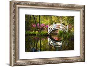 Blooming Spring Azalea Flowers Garden Nature Pond South Charleston Sc-daveallenphoto-Framed Photographic Print