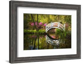 Blooming Spring Azalea Flowers Garden Nature Pond South Charleston Sc-daveallenphoto-Framed Photographic Print