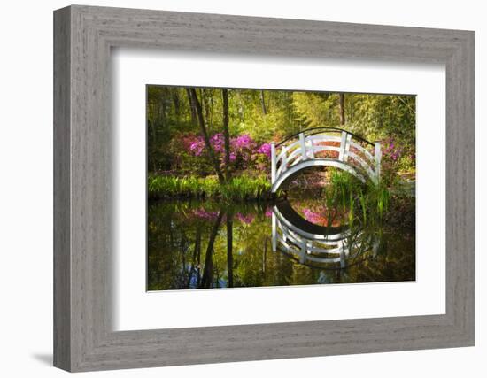 Blooming Spring Azalea Flowers Garden Nature Pond South Charleston Sc-daveallenphoto-Framed Photographic Print