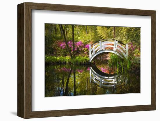 Blooming Spring Azalea Flowers Garden Nature Pond South Charleston Sc-daveallenphoto-Framed Photographic Print