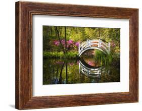 Blooming Spring Azalea Flowers Garden Nature Pond South Charleston Sc-daveallenphoto-Framed Photographic Print
