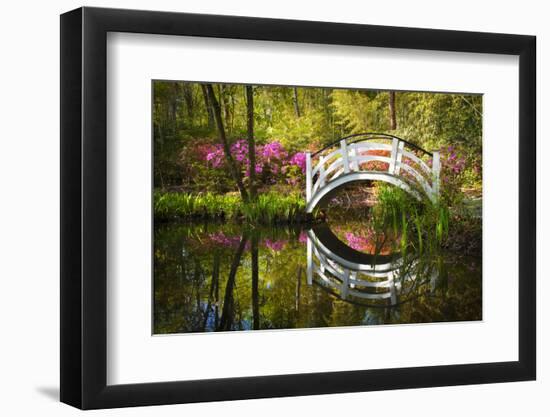 Blooming Spring Azalea Flowers Garden Nature Pond South Charleston Sc-daveallenphoto-Framed Photographic Print