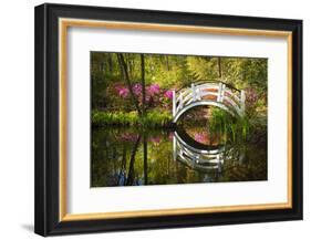 Blooming Spring Azalea Flowers Garden Nature Pond South Charleston Sc-daveallenphoto-Framed Photographic Print