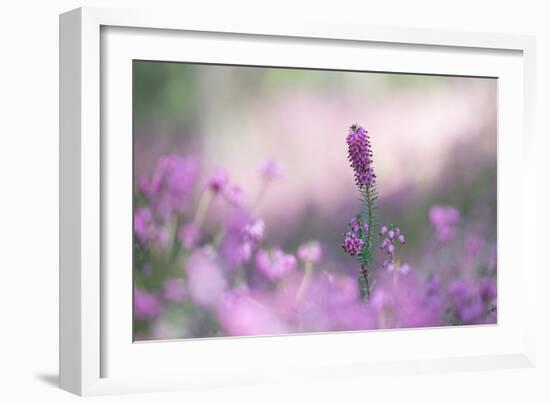 Blooming Spring Heaths (Erica Carnea) in a Forest, Tyrol, Austria-Sonja Jordan-Framed Photographic Print