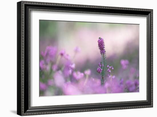 Blooming Spring Heaths (Erica Carnea) in a Forest, Tyrol, Austria-Sonja Jordan-Framed Photographic Print