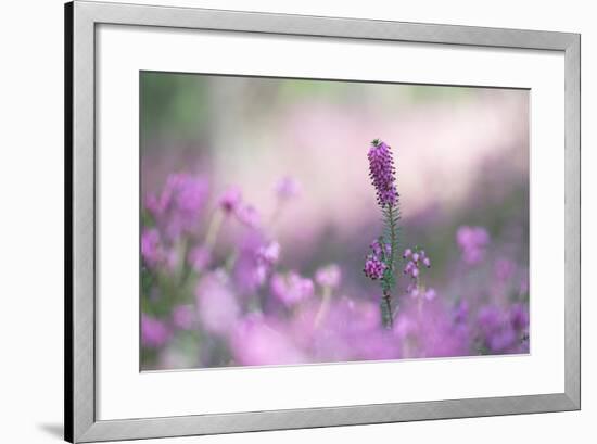 Blooming Spring Heaths (Erica Carnea) in a Forest, Tyrol, Austria-Sonja Jordan-Framed Photographic Print