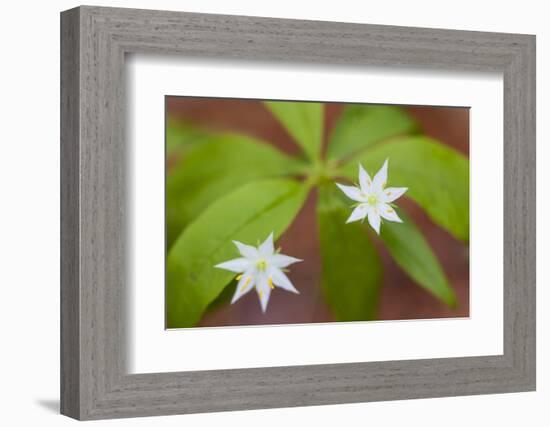 Blooming Starflower in a Durham, New Hampshire Forest-Jerry & Marcy Monkman-Framed Photographic Print