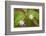 Blooming Starflower in a Durham, New Hampshire Forest-Jerry & Marcy Monkman-Framed Photographic Print