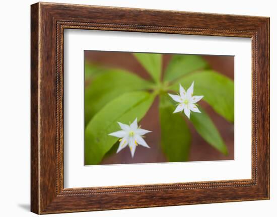 Blooming Starflower in a Durham, New Hampshire Forest-Jerry & Marcy Monkman-Framed Photographic Print