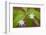 Blooming Starflower in a Durham, New Hampshire Forest-Jerry & Marcy Monkman-Framed Photographic Print