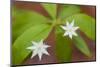 Blooming Starflower in a Durham, New Hampshire Forest-Jerry & Marcy Monkman-Mounted Photographic Print
