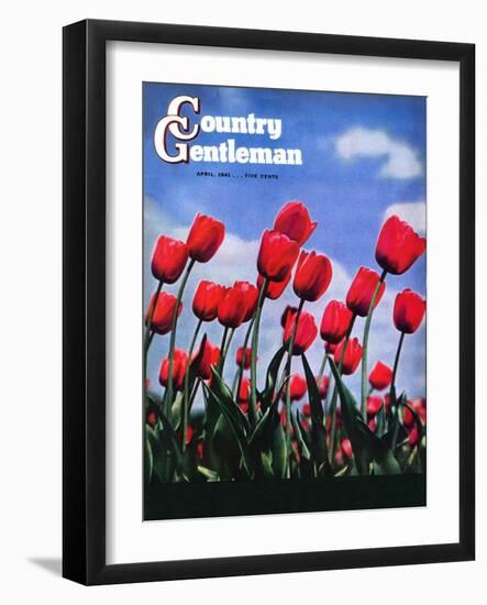 "Blooming Tulips," Country Gentleman Cover, April 1, 1941-null-Framed Giclee Print