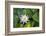 Blooming water lily, Austin, Texas, Usa-Jim Engelbrecht-Framed Photographic Print