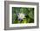 Blooming water lily, Austin, Texas, Usa-Jim Engelbrecht-Framed Photographic Print