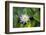 Blooming water lily, Austin, Texas, Usa-Jim Engelbrecht-Framed Photographic Print