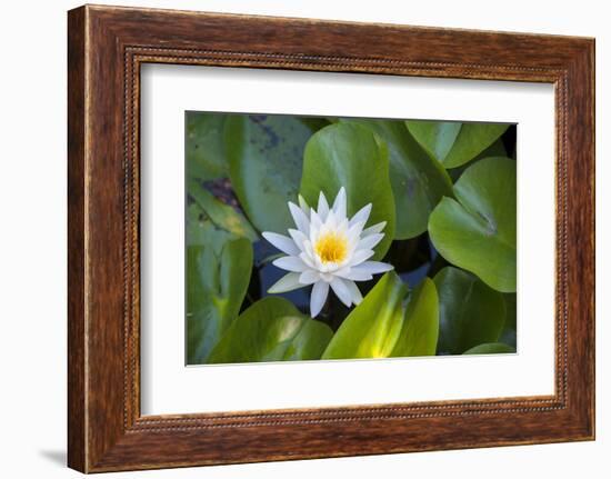 Blooming water lily, Austin, Texas, Usa-Jim Engelbrecht-Framed Photographic Print