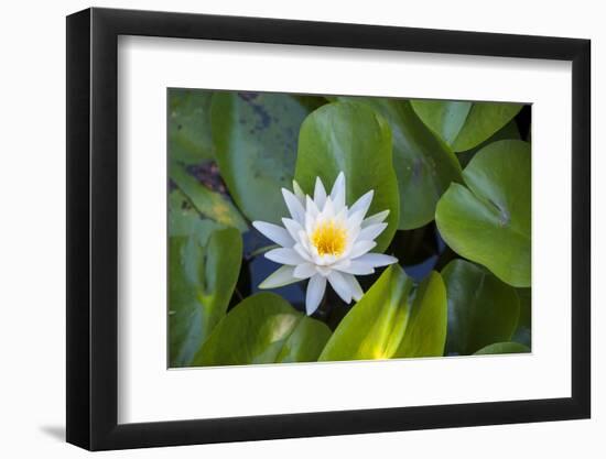 Blooming water lily, Austin, Texas, Usa-Jim Engelbrecht-Framed Photographic Print