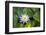 Blooming water lily, Austin, Texas, Usa-Jim Engelbrecht-Framed Photographic Print