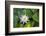 Blooming water lily, Austin, Texas, Usa-Jim Engelbrecht-Framed Photographic Print