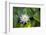 Blooming water lily, Austin, Texas, Usa-Jim Engelbrecht-Framed Photographic Print